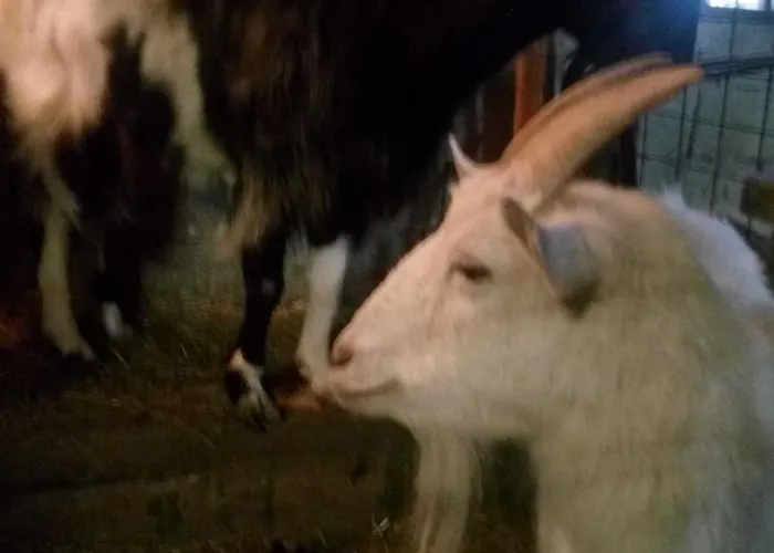 Agriturismo Belvedere