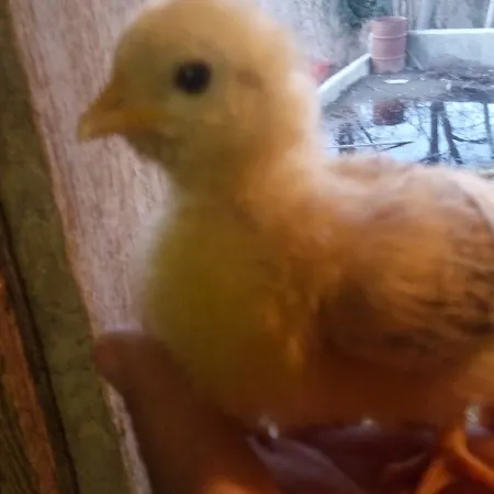 Agriturismo Belvedere Hotell *