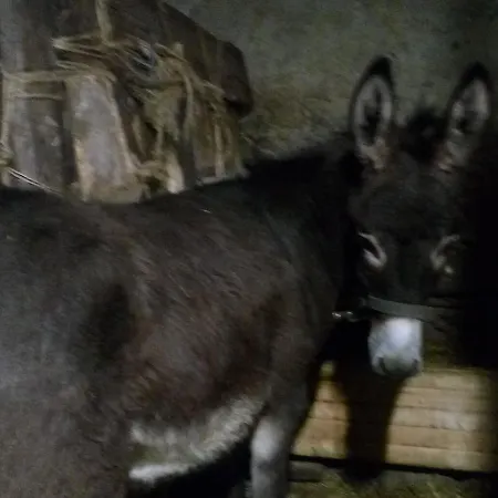 Agriturismo Belvedere Hotell Pavullo nel Frignano