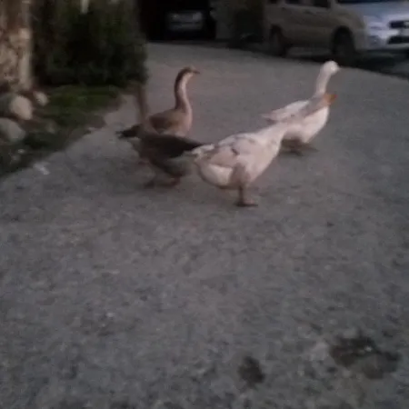 Agriturismo Belvedere Pavullo nel Frignano