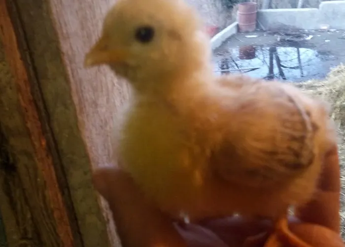 Agriturismo Belvedere Hotel *