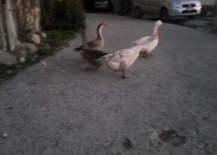 Agriturismo Belvedere Pavullo nel Frignano